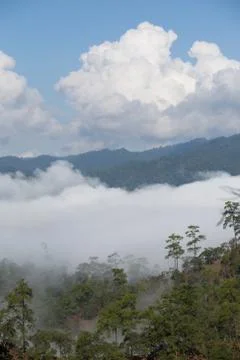 Pine forest on the mountain after raining  chiang mai thailand Stock Photos