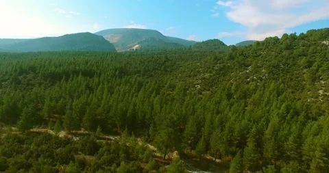 Pine Forest, Mountain, Day Aerial View Stock Footage 146123670