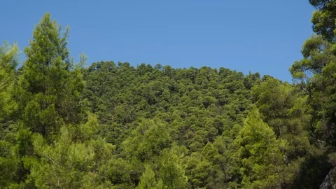 Pine forest on mountain in Evia, Greece 库存影片 116829740