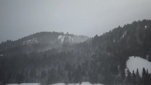 Pine Forest Mountain Stock Footage 210978982