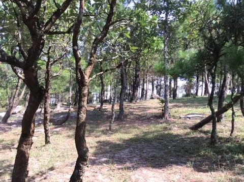 Pine forest on the mountain Stock Photos