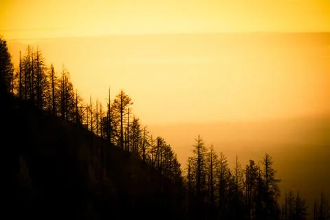 Pine forest on a mountain 스톡 사진
