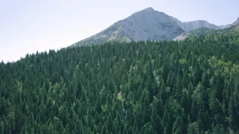 Pine Forest with Mountain Range and Lake in Montenegro Aerial Drone Footage Stock Footage 201152486