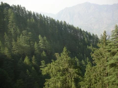 Pine forest in mountain range Stock Photos