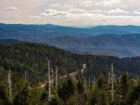 Pine Forest Mountain Range Vista, Smoky Mountains Stock Photos
