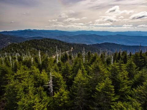 Pine Forest Mountain Range Vista, Smoky Mountains Stock Photos