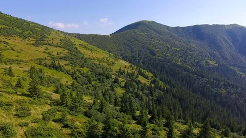Pine forest on mountain ridge. aerial view Stock Footage 80253110