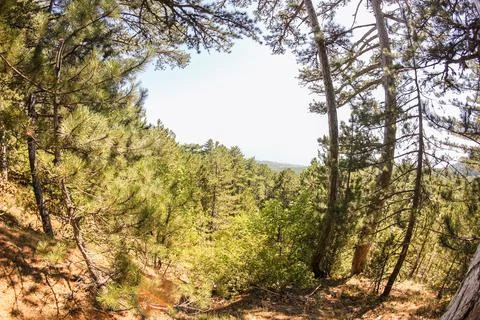 Pine forest on a mountain slope. 库存照片