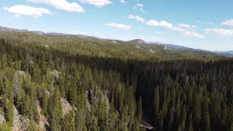 Pine forest in mountain valley 動画素材 312039710