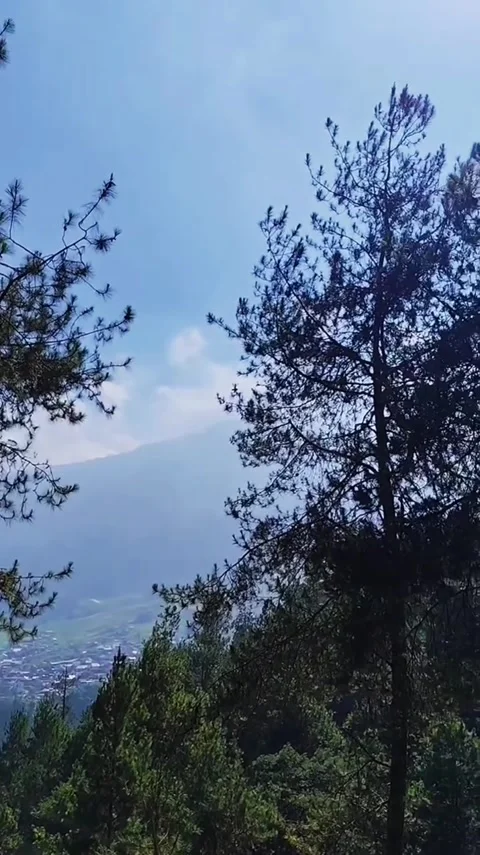 Pine Forest Mountain View Stock Footage 341629063
