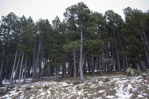 Pine forest on the mountain in winter 写真素材