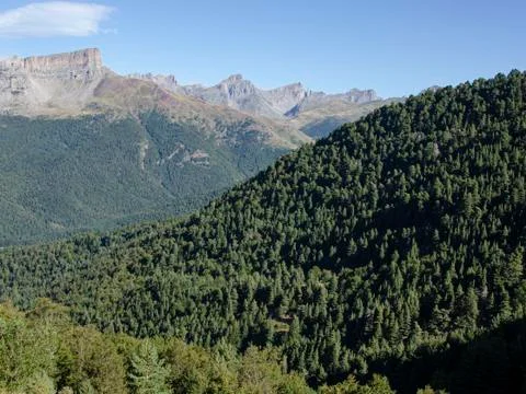 Pine forest with mountains in the background Stock Photos