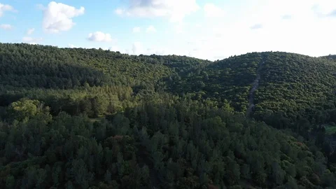 Pine forest on mountains Video stock 126946754