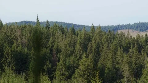 Pine forest in the mountains Stock Footage 302885308