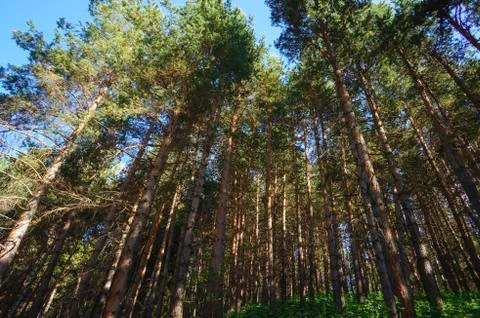 Pine forest in the mountains. Large pine trees in the mountains. Stock Photos