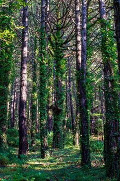 Pine forest in mountains Stock Photos