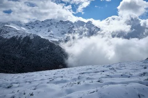 Pine forest in the mountains Stock Photos