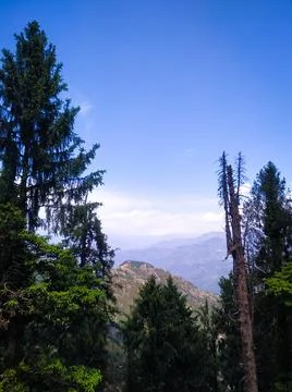 Pine forest in the mountains Stock Photos