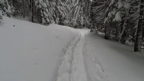 Pine Forest In the Mountains Snowy Trail Stock Footage 101741414