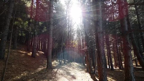 Pine forest in the mountains with sun rays and glow Stock Photos
