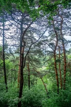 Pine forest in the mountains, trunks of tall pines in a mixed forest Stock Photos
