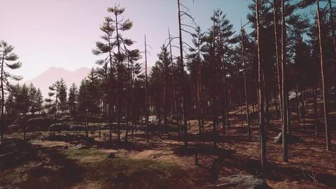 Pine forest on the mountainside Stock Illustration