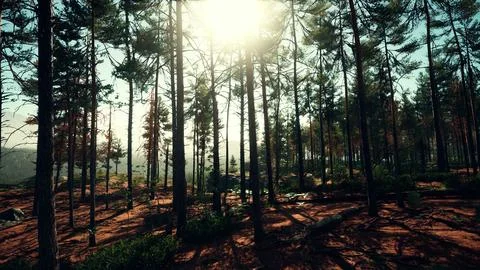 Pine forest on the mountainside Stock Illustration