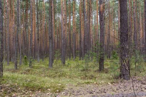 Pine forest as natural background Stock Photos