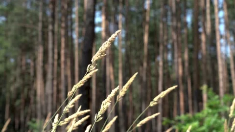 Pine forest nature grass moving Stock Footage 159823523