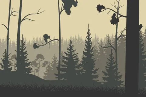 Pine forest . Nature landscape vector background. Vector. Stock Illustration
