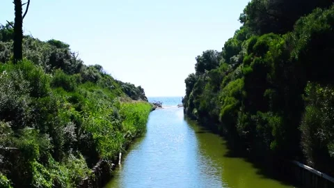 Pine forest near the beach with sea in a sunny summer day in Marina di Cecina Stock Footage 136168564