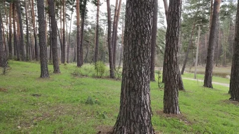 Pine forest near the pond 스톡 동영상 306547407