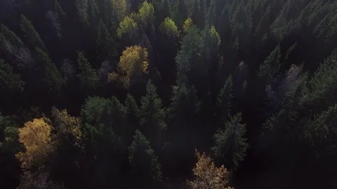 Pine forest near sand quarry Stock Footage 70414962