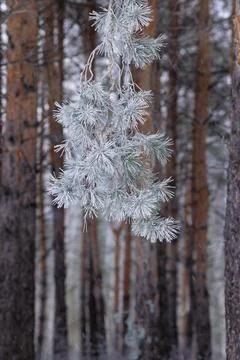 Pine forest. The needles and grass are covered with frost. winter landscape Stock Photos