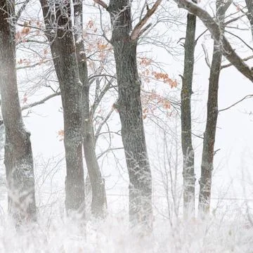 Pine forest. The needles and grass are covered with frost. winter landscape Stock Photos