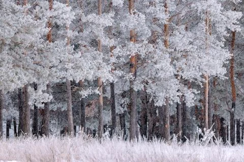 Pine forest. The needles and grass are covered with frost. winter landscape Stock Photos