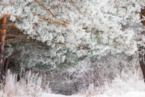 Pine forest. The needles and grass are covered with frost. winter landscape Stock Photos