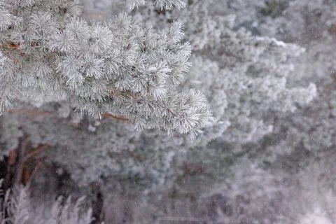 Pine forest. The needles and grass are covered with frost. winter landscape Stock Photos