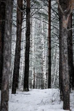 Pine forest. The needles and grass are covered with frost. winter landscape Stock Photos