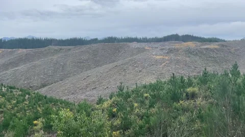 Pine forest with new trees in the foreground, tilting camera to harvested area 库存影片 198911101