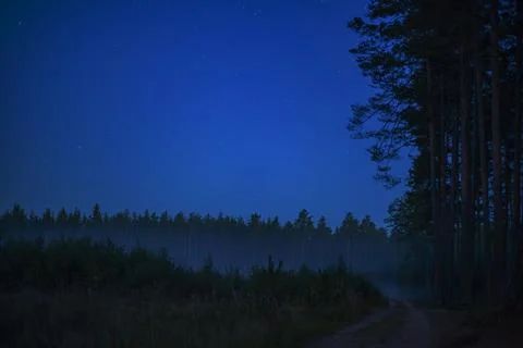 Pine forest at night Stock Photos