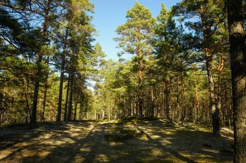 Pine forest at noon Foto stock