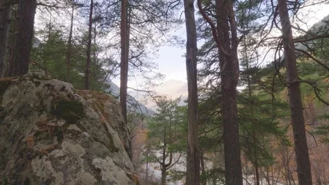 Pine Forest in the North Caucasus Mountains, Russia Stock Footage 320852079