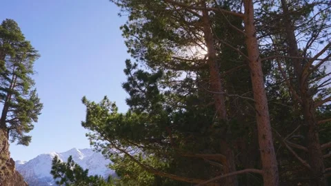 Pine Forest in the North Caucasus Mountains, Russia Stock Footage 320856474