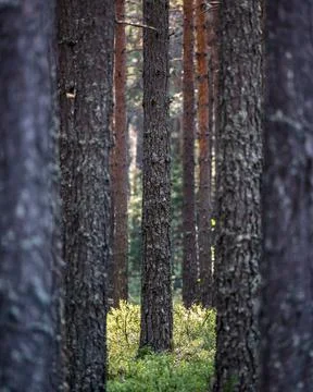 Pine forest in Norway Stock Photos