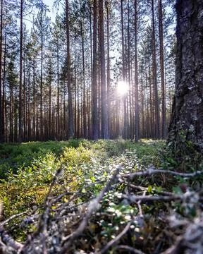 Pine forest in Norway Stock Photos