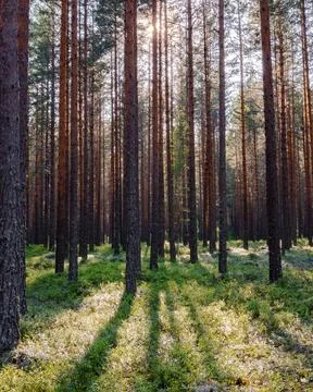 Pine forest in Norway Stock Photos