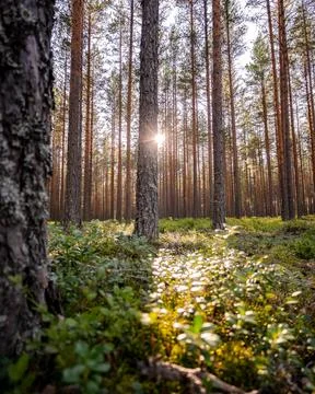 Pine forest in Norway Stock Photos