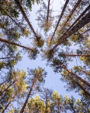 Pine forest in Norway Stock Photos
