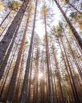Pine forest in Norway Stock Photos